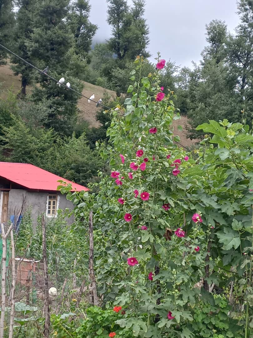 کلبه جنگلی مرواریدنایاب کلبه جنگلی مرواریدنایاب